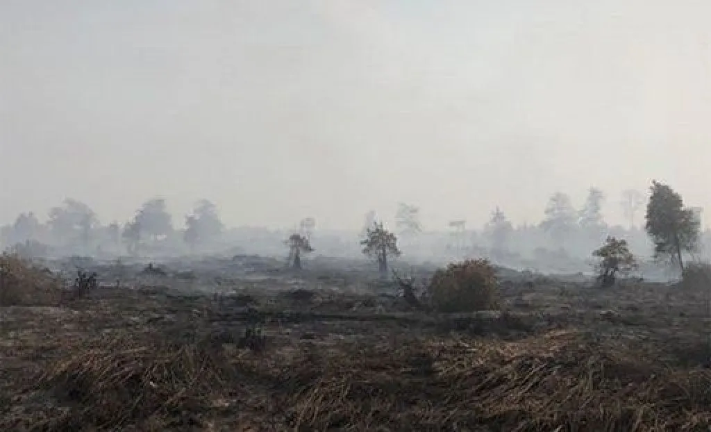 KLHK Segera Eksekusi Putusan Peninjauan Kembali Karhutla PT Kaswari Unggul