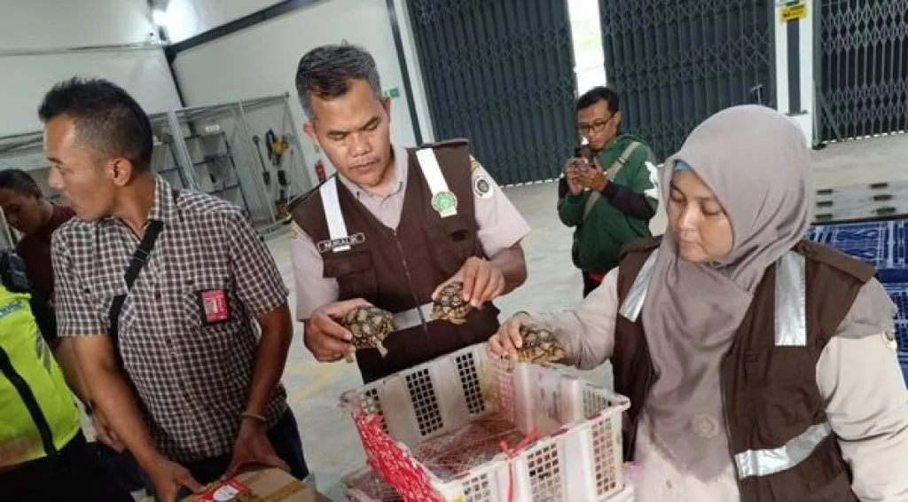 Kura kura Sulcata dan Bearded Dragon Dilarang Dikirim lewat Bandara