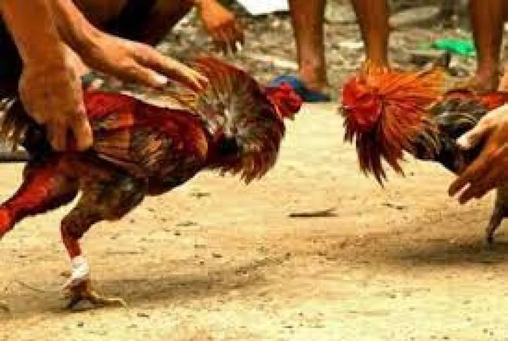Polres Mojokerto Kota Kurang Greget Tertibkan Judi Sabung Ayam di Desa Wates