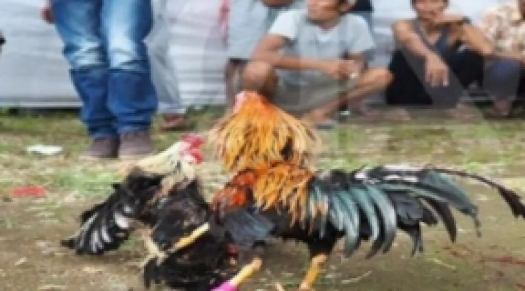 Berkunjung ke Desa Kendalrejo, Kok Marak Aktivitas Judi Sabung Ayam