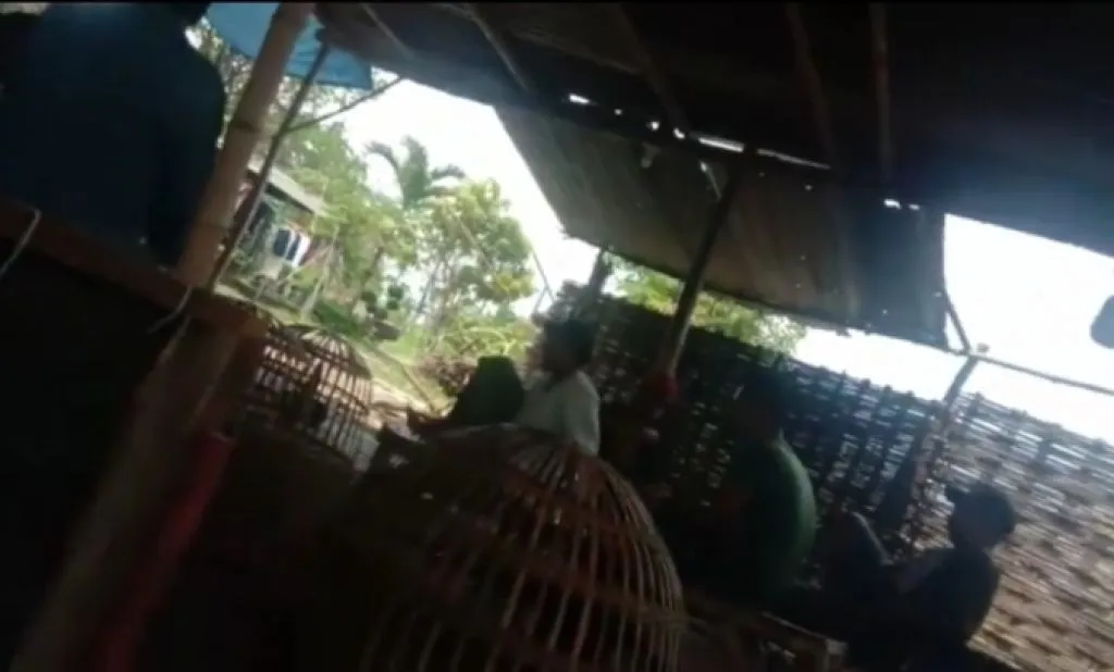 Sabung Ayam di Gresik