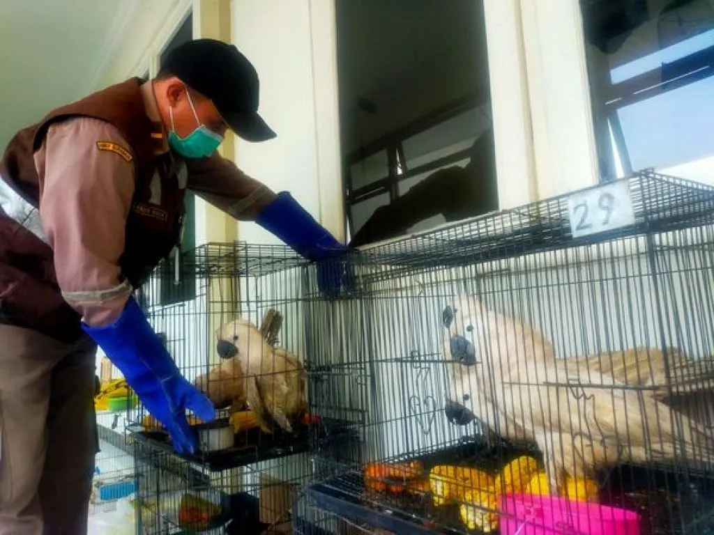 Kakatua Mollucan dari Sulawesi Gagal Merantau ke Surabaya