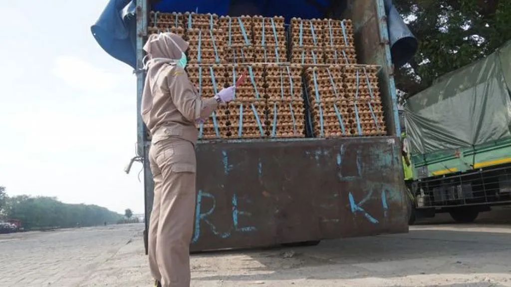 Sebelum ke Borneo, Telur Ayam Diperiksa Karantina Surabaya