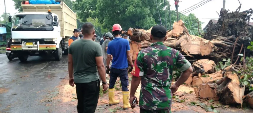 Danramil Balongbendo Bantu Evakuasi Beringin Tumbang
