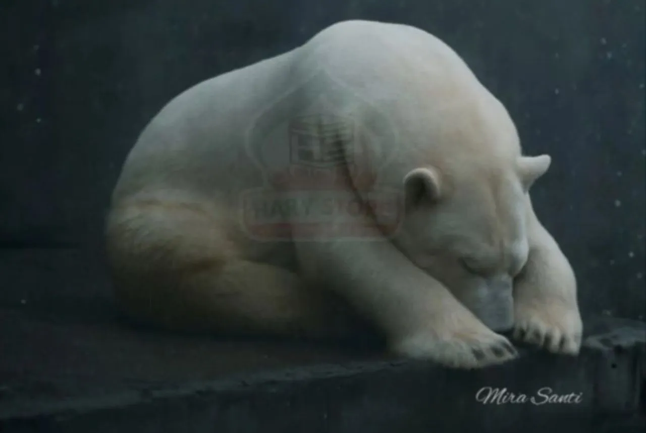 Arturo, Beruang Kutub yang Mati Dalam Kesepian