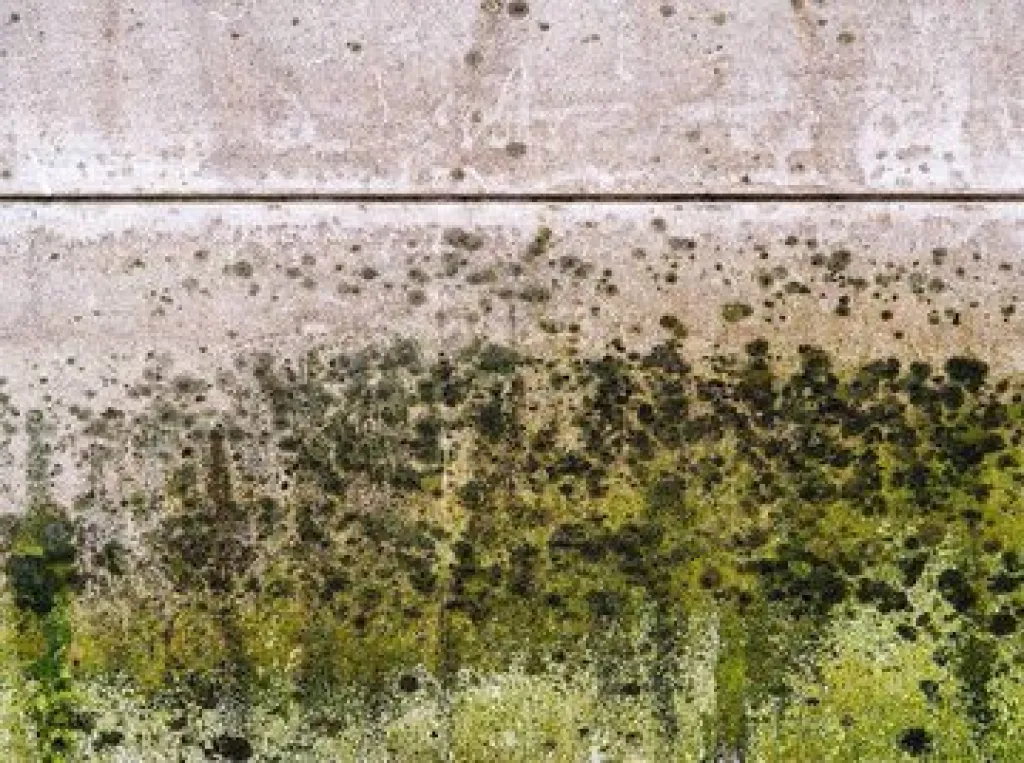 Jamur di Dinding Rumah Memicu Infeksi Paru