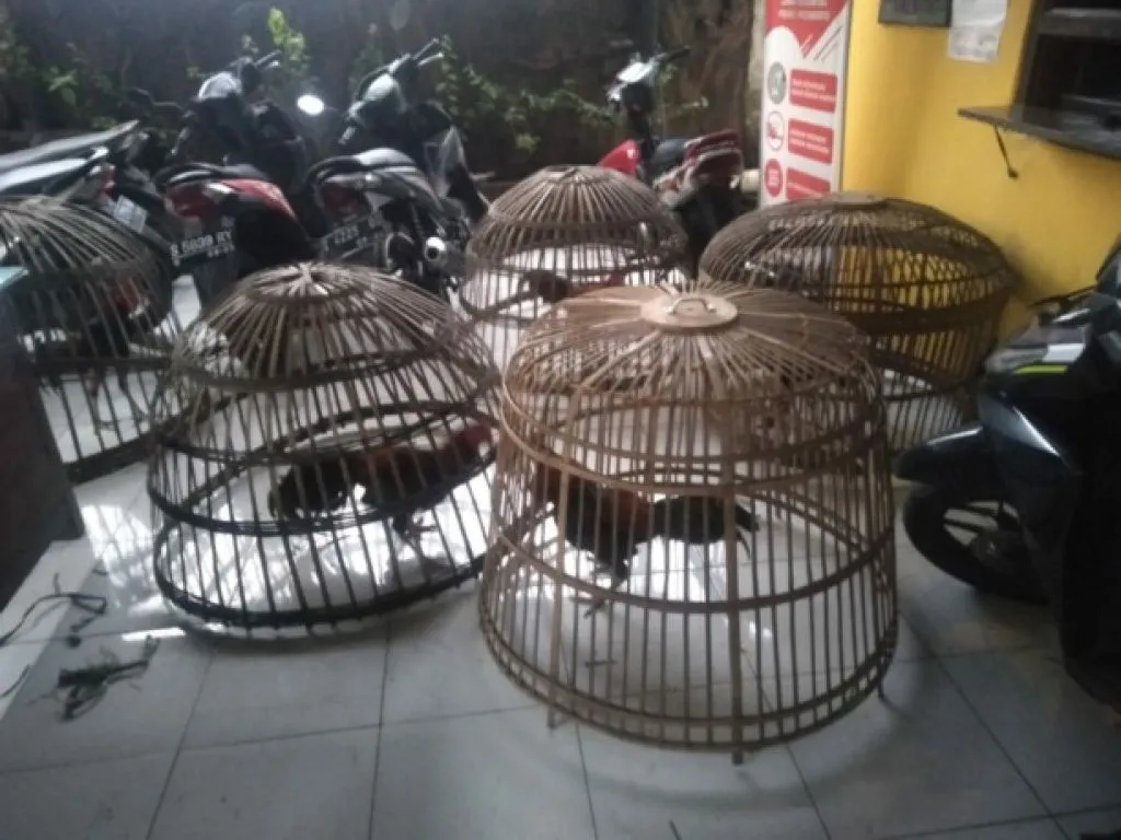 Polres Mojokerto Tangkap 3 Orang Terlibat Judi Sabung Ayam