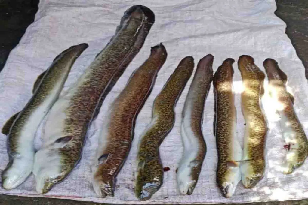 Hati Hati Proses Pengiriman Ikan Sidat