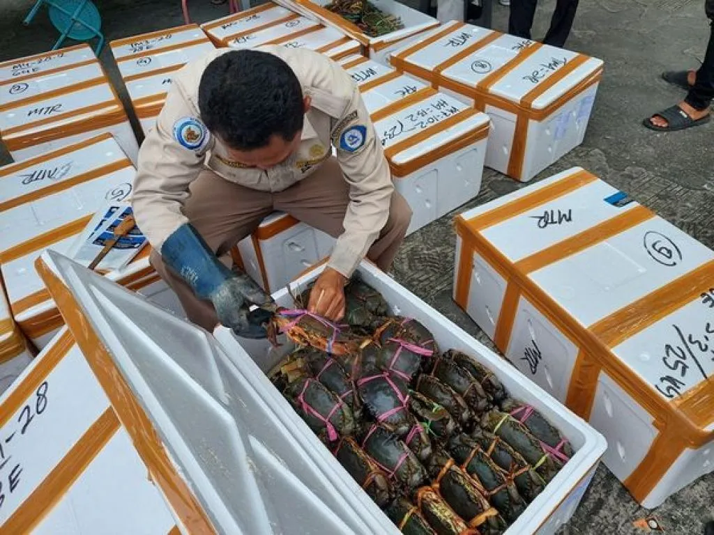 9,3 Ton Kepiting Bakau Hidup Asal Kalimantan Timur Diekspor ke Berbagai Negara