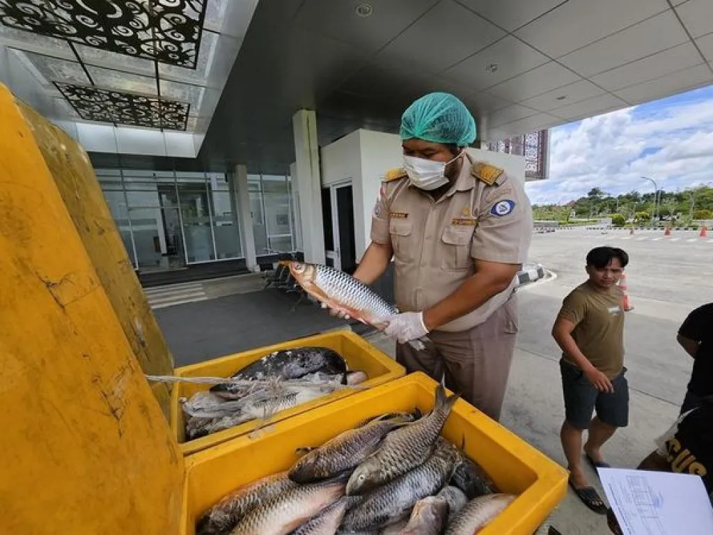 Ribuan Kilogram Ikan Asal Kapuas Hulu Penuhi Pasar Malaysia