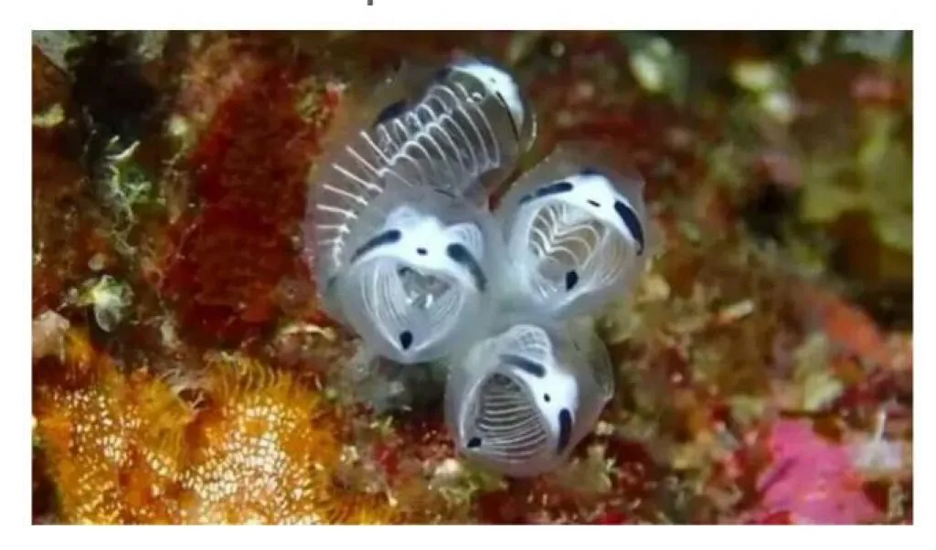 Jepang Menemukan Makhluk Mirip Panda dari Kedalaman Laut!