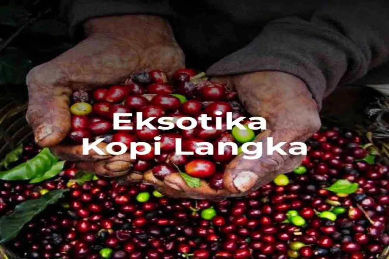 Eksotika Rasa Kopi Langka