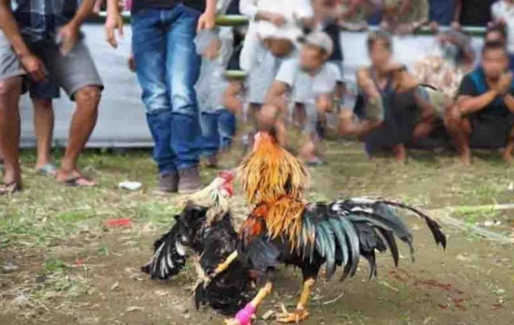 Judi Sabung Ayam di Desa Kendalrejo Marak Jelang Ramadhan