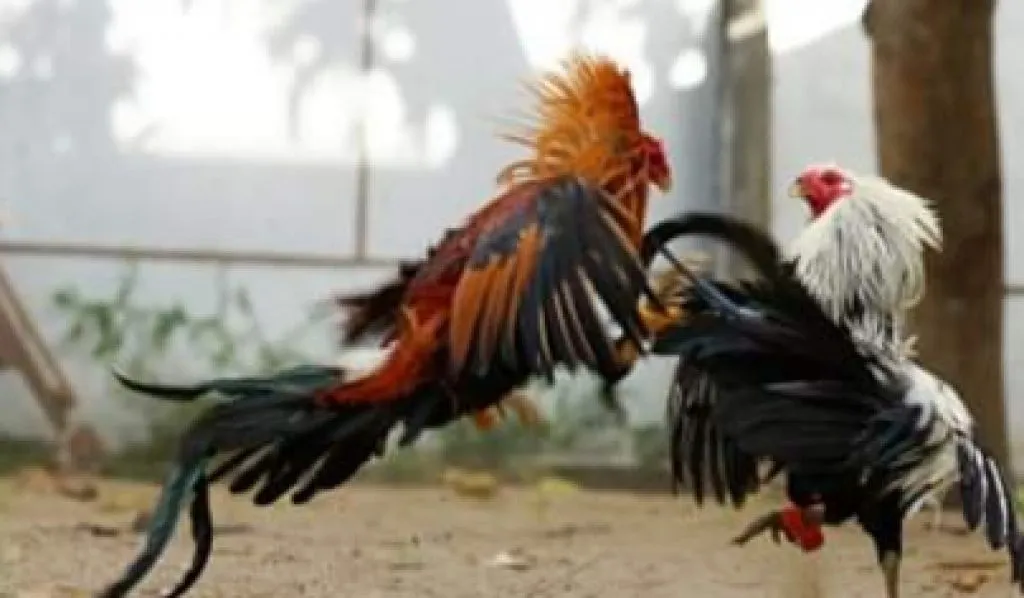 Marak Judi Sabung Ayam di Wilayah Panceng