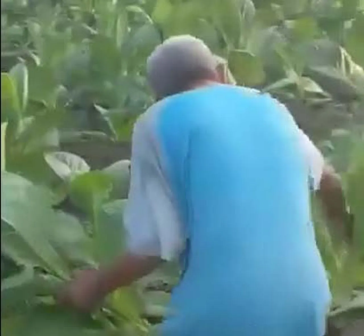 Fakta Video Viral Petani Tembakau yang Dikira Pakai Pupuk Palsu di Madura