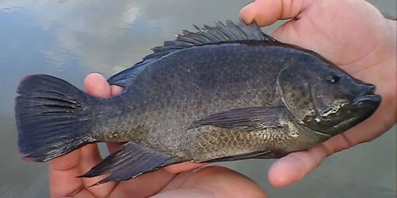 Asal Muasal Ikan Mujair