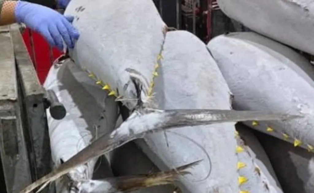 27 Ton Ikan Tuna Penuhi Kebutuhan Pangan di Thailand