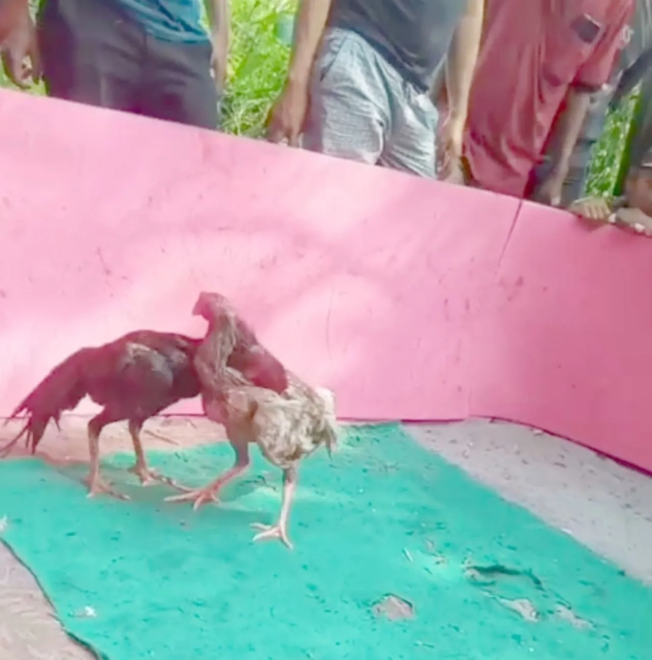 Polsek Karangpawitan Sergap Pelaku Judi Sabung Ayam