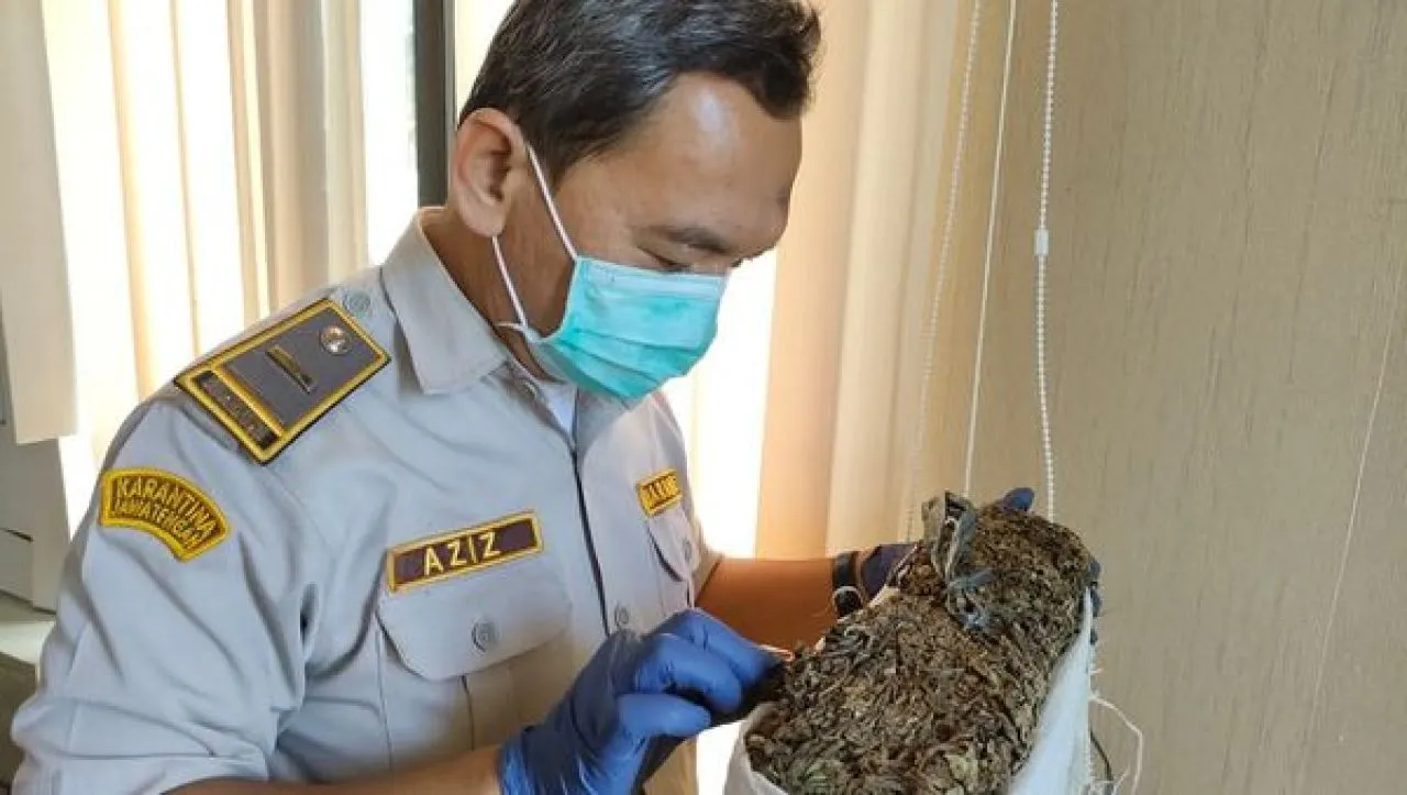 Cincau Asal Jawa Tengah Diminati Negeri Gajah Putih