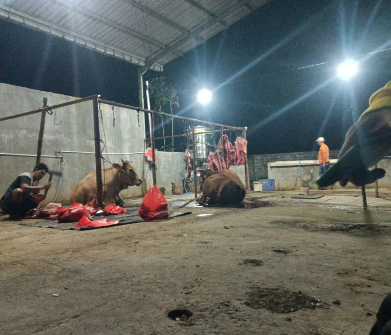 RPH Diduga Ilegal Beroperasi di Kedamaen Dikelola Kapolsek