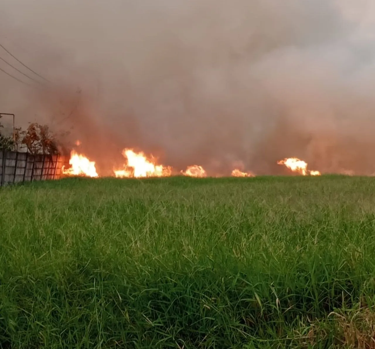 Terungkap Pemilik Lahan yang Kebakaran di Desa Driyorejo