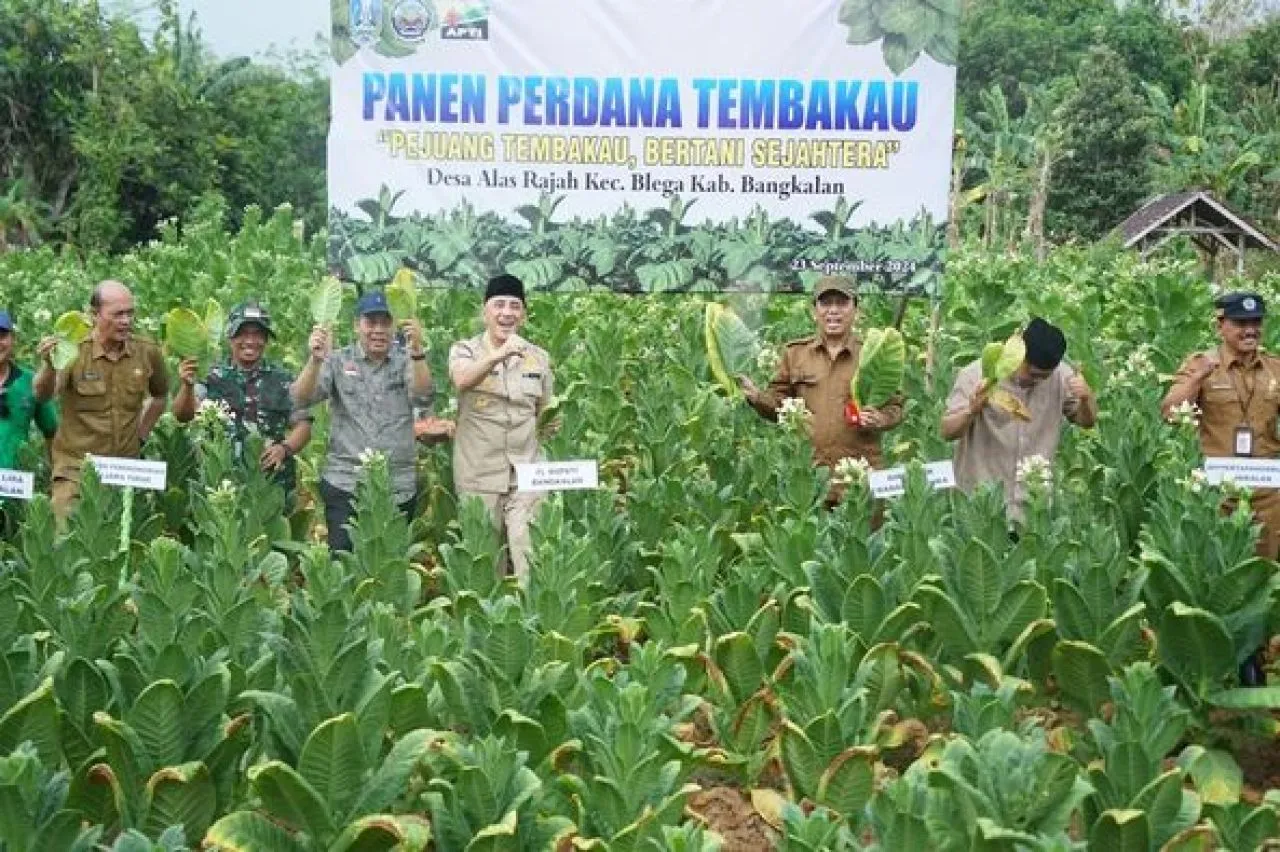 Bangkalan Berpotensi Jadi Sentra Tembakau