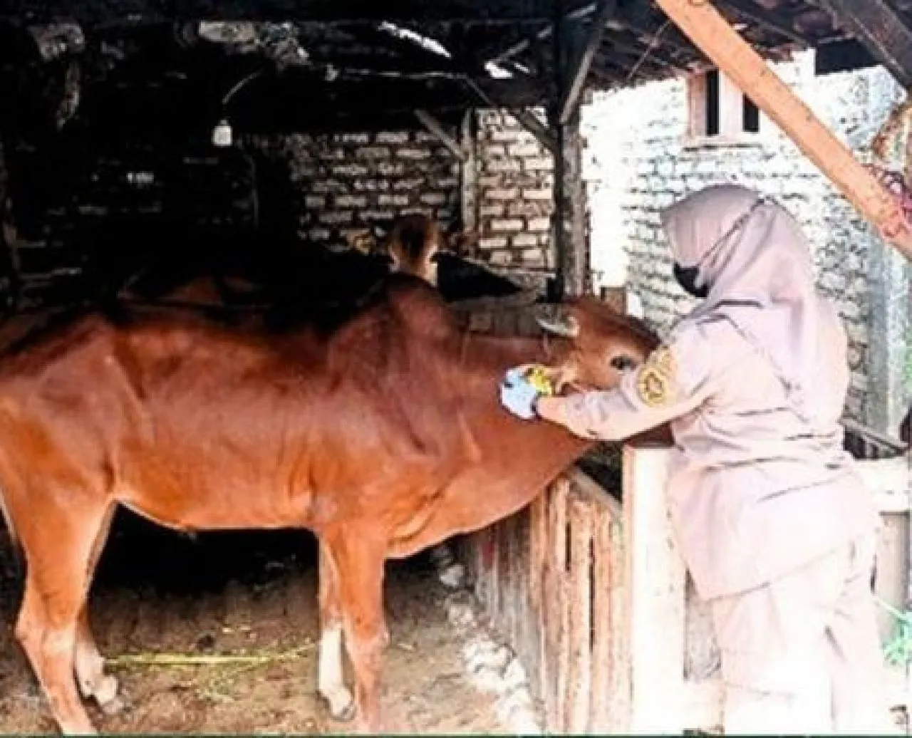 Di Balik Senyum Salihen Dapatkan Cuan Dari Sapi Madura