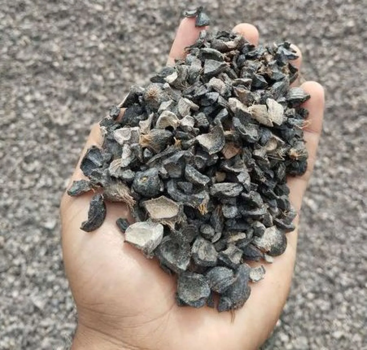 Data Perusahaan Buyer Palm Kernel Expeller
