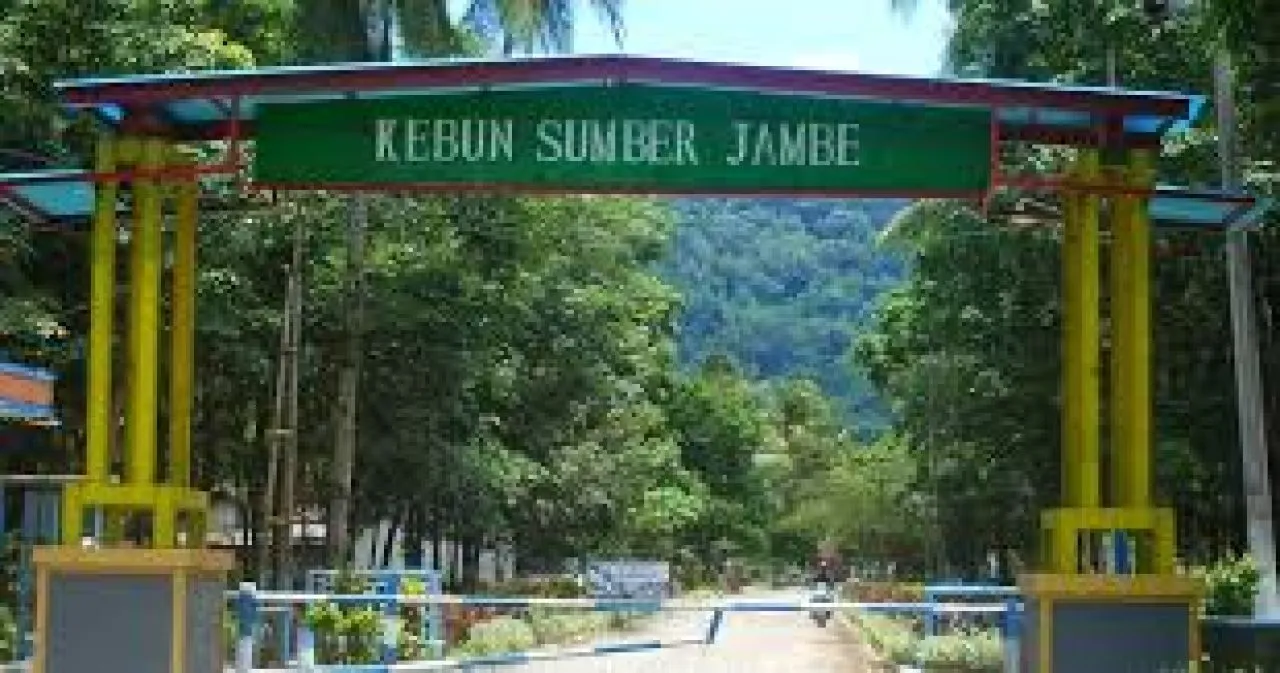 Mencuri Janur Senilai Rp 3 Juta di Area PTPN I, Warga Srono Dipidanakan