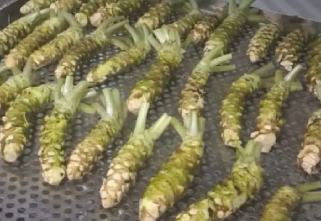 2 Ton Wasabi dari Semarang Tembus Pasar Jepang