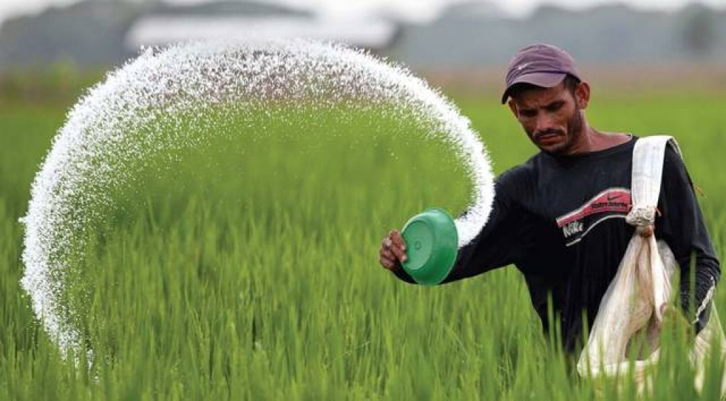 Petani sedang menebar pupuk