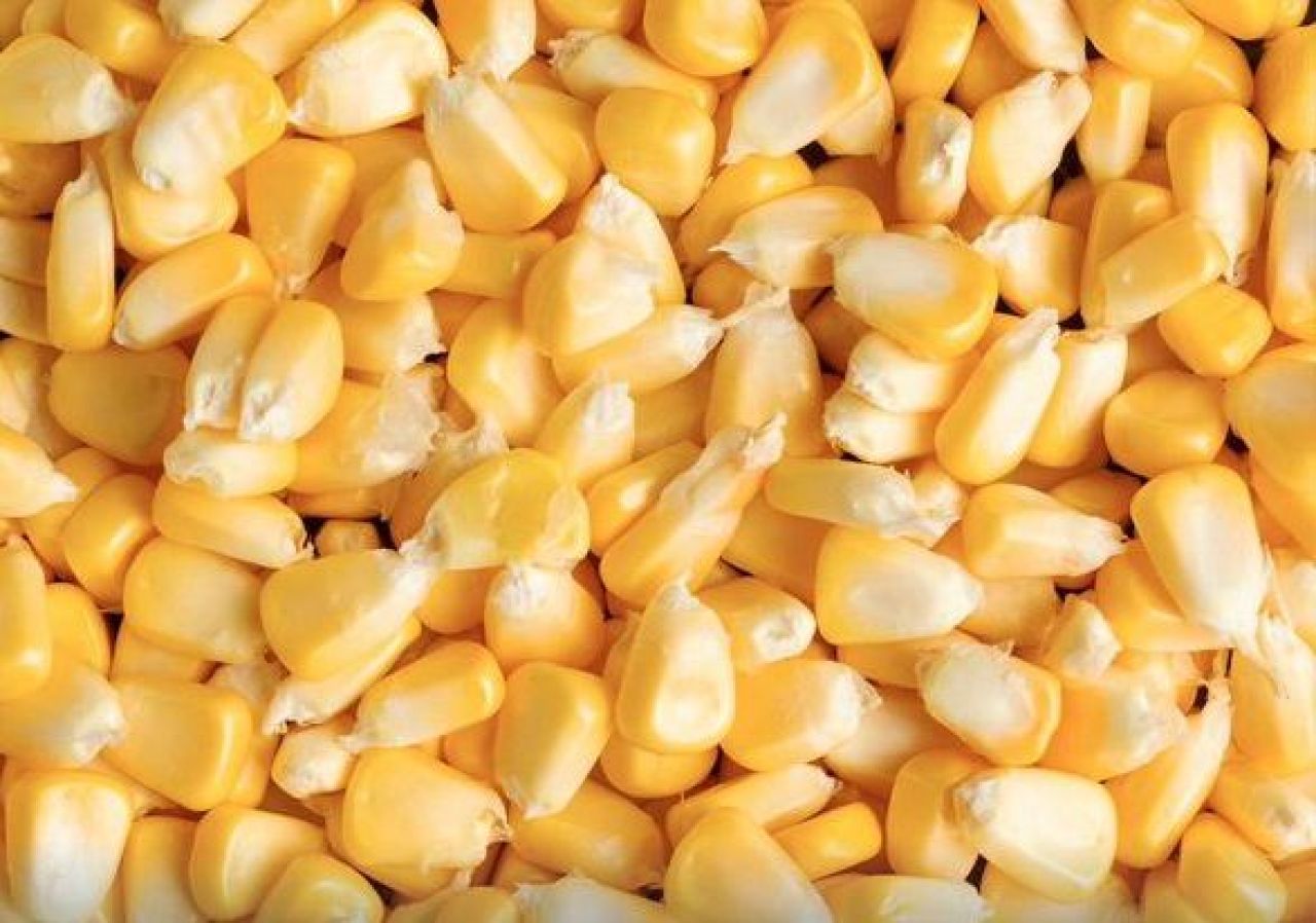 Jagung Pipil tak layak