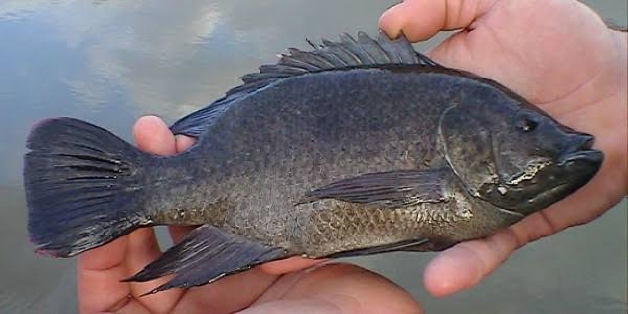 Ikan mujair