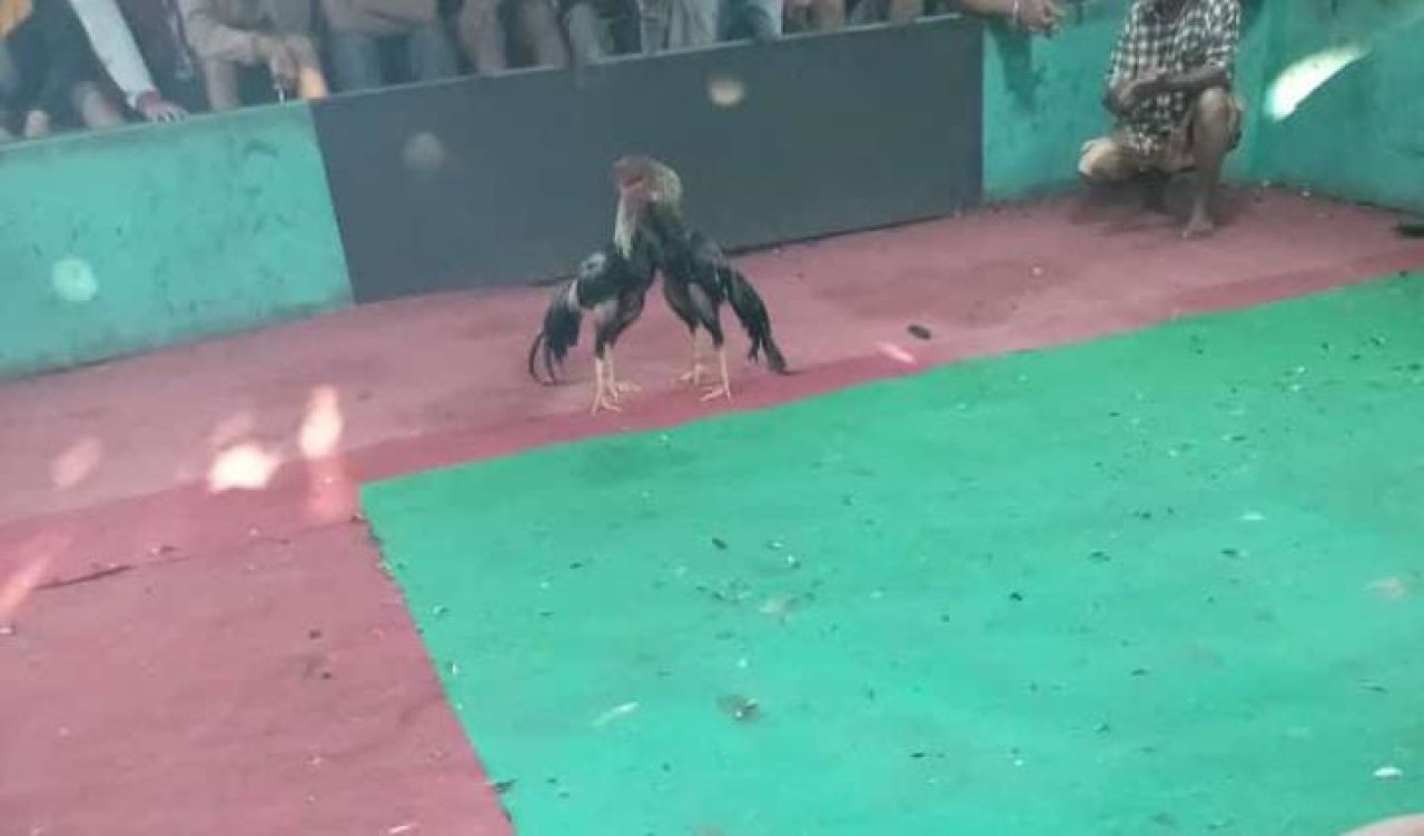 Sabung ayam di Sidoarjo