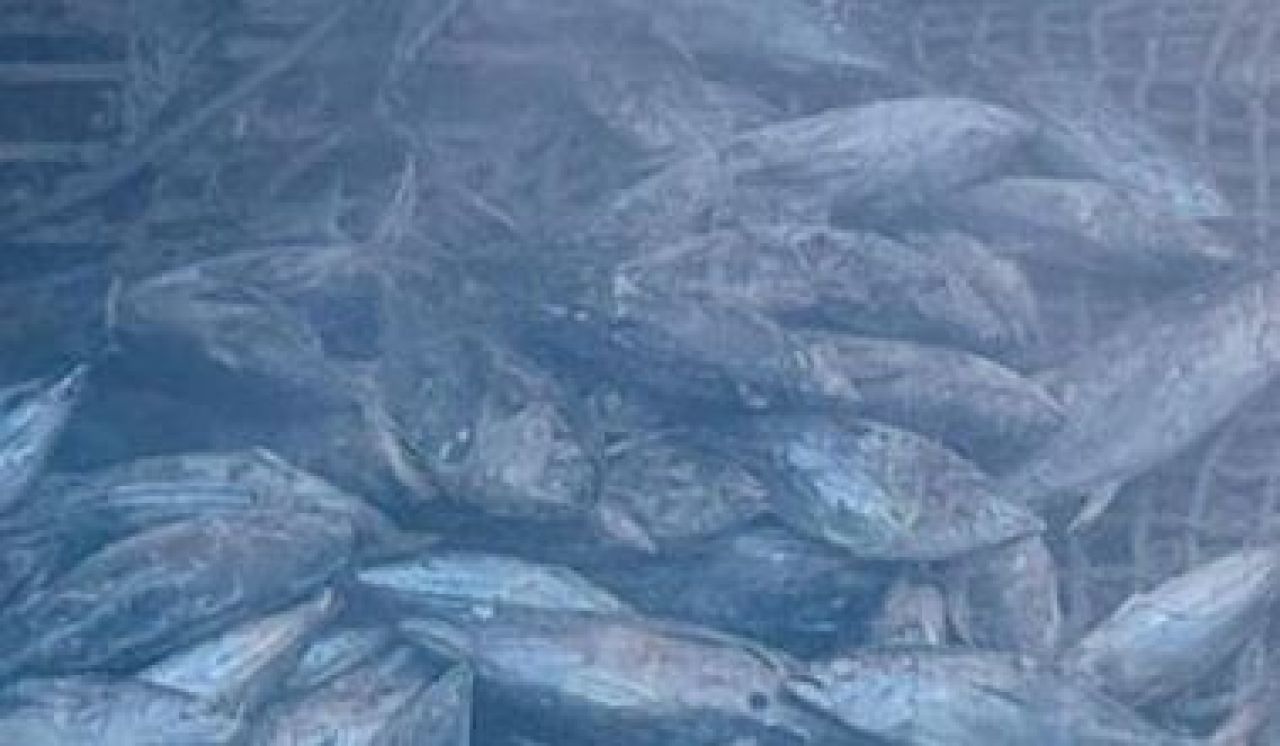 Ikan Tuna