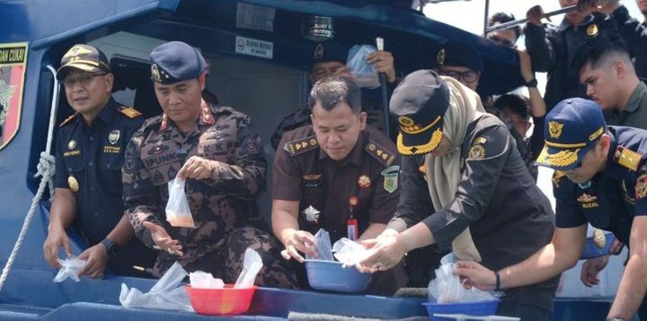 Benih lobster yang diamankan Bea Cukai