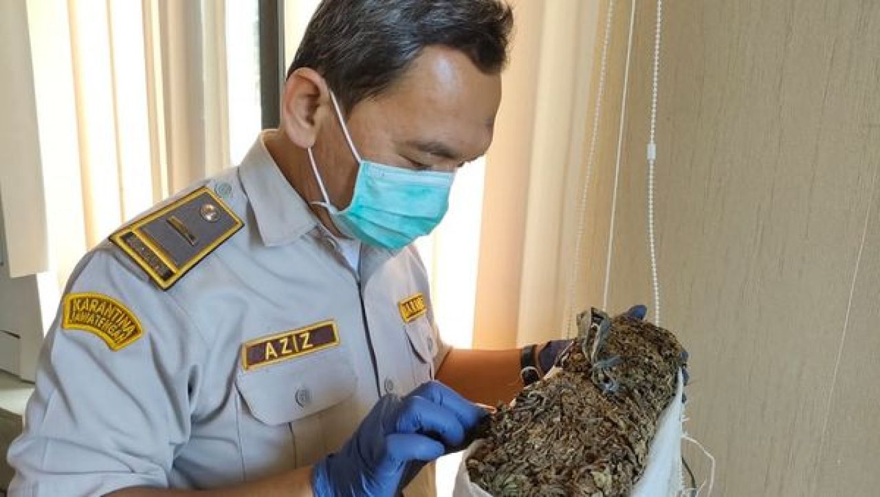 Pemeriksaan Daun Cincau