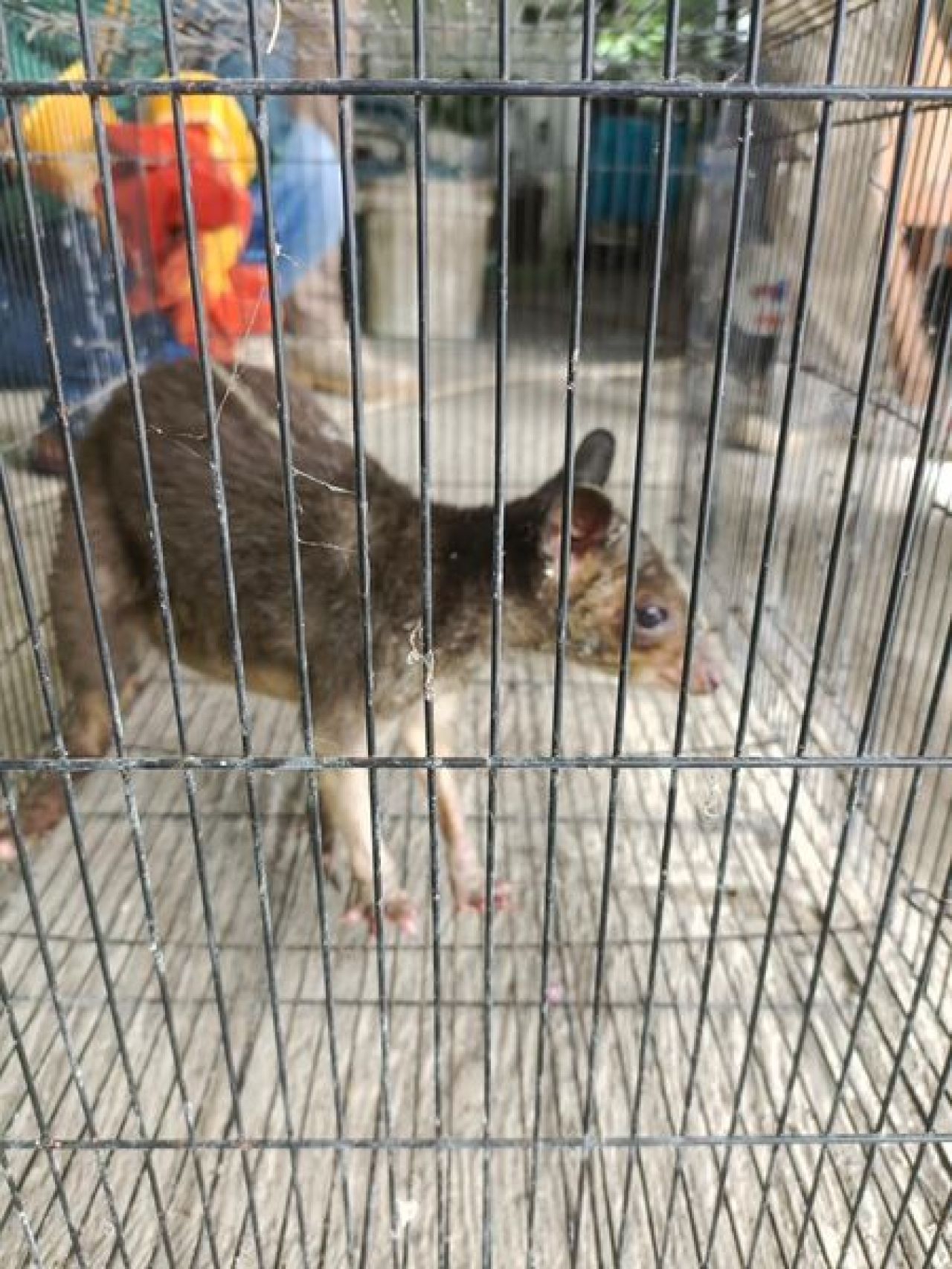 Kanguru Tanah
