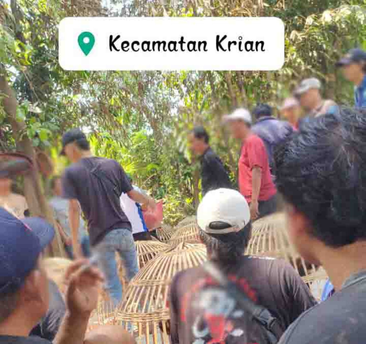 Sabung ayam di Sidoarjo