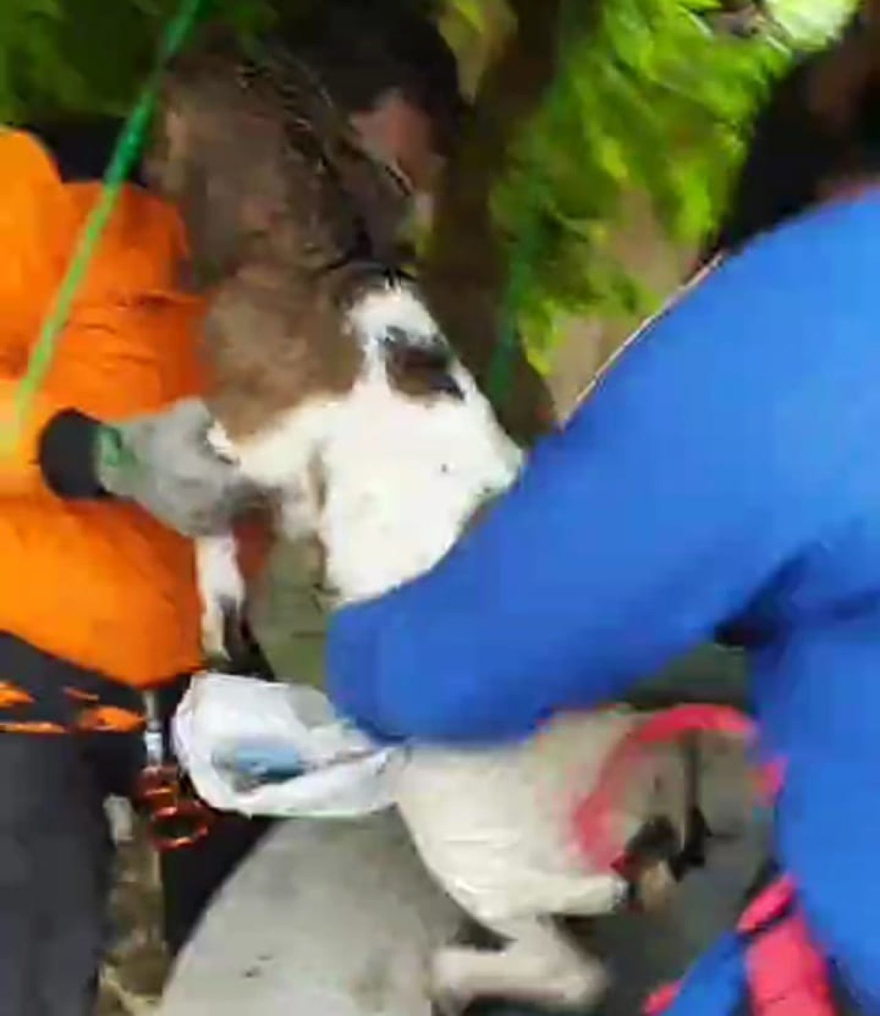 Seeokor kambing yang dievaluasi petugas damkar