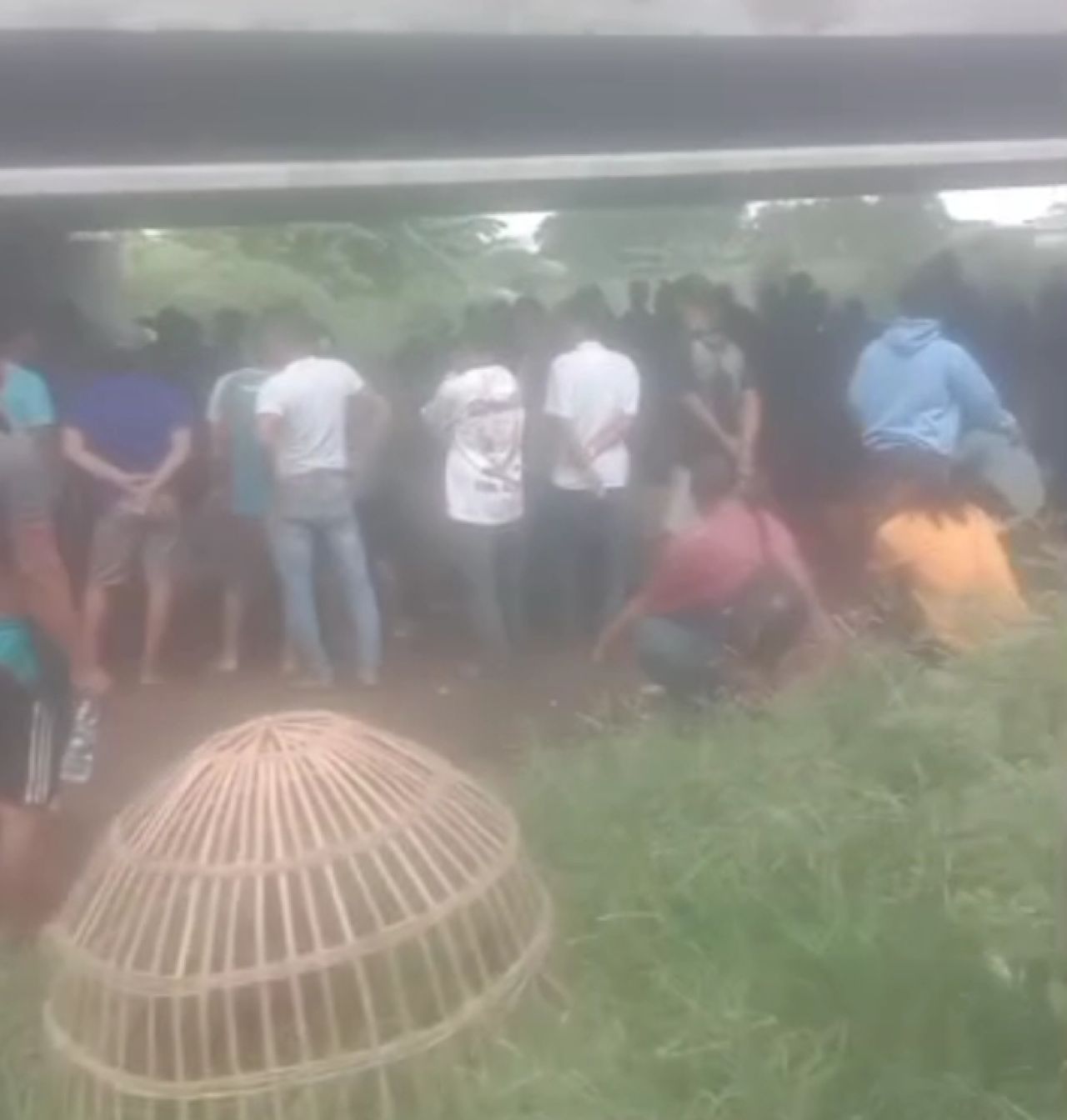 Aktivitas Sabung ayam