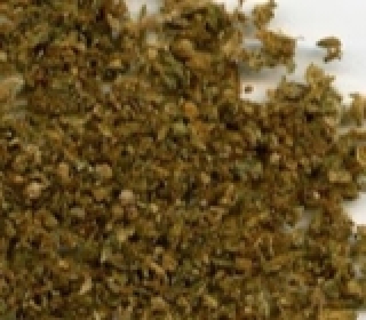 Ganja kering. (Foto ilustrasi LP)