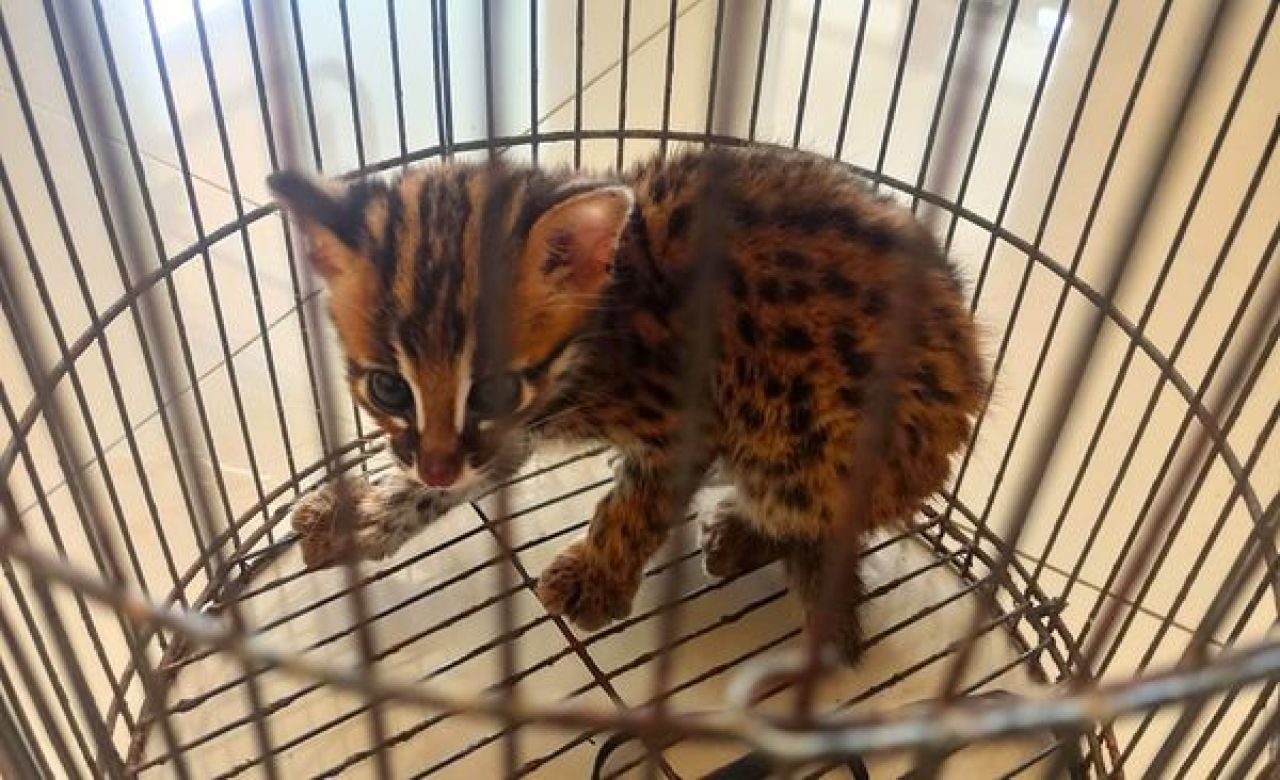 Leopard Cat