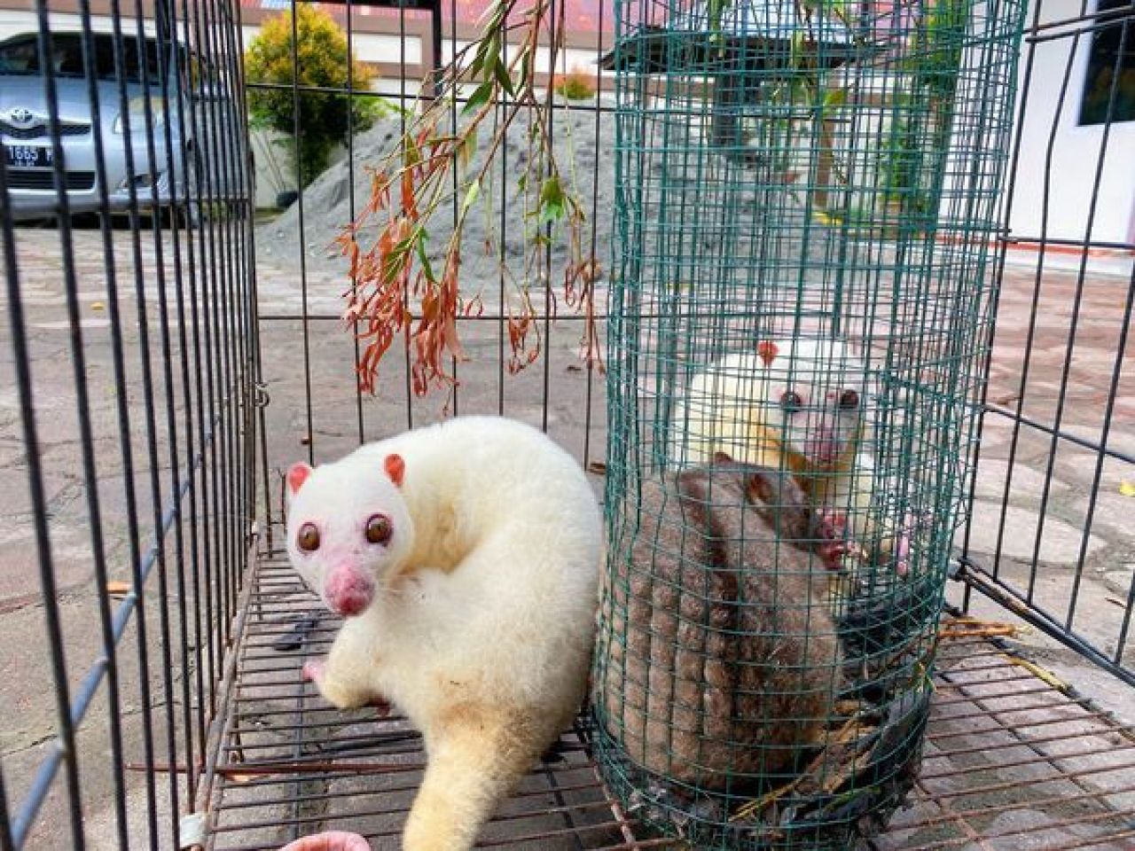 Satwa yang hendak diselundupkan