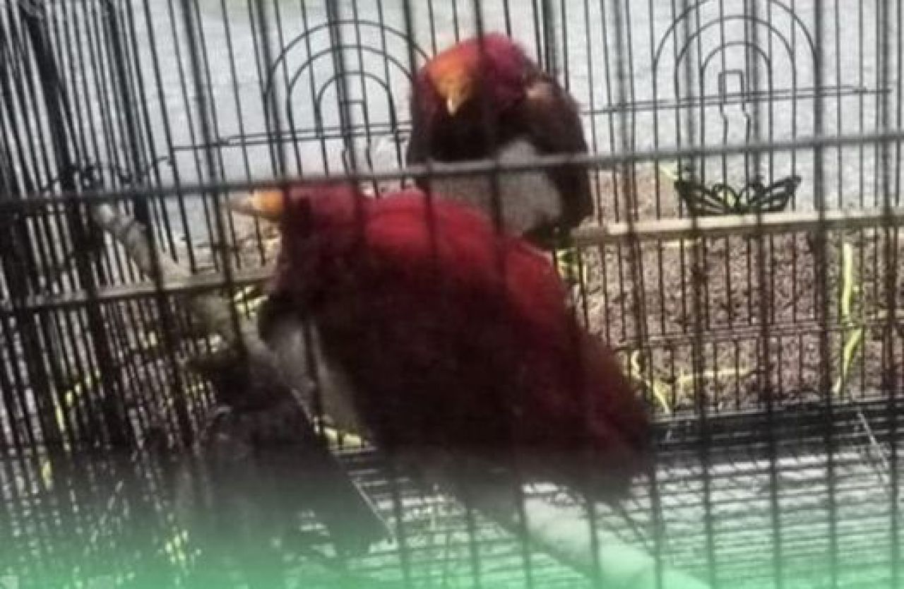 Satwa langka yang hendak diselundupkan