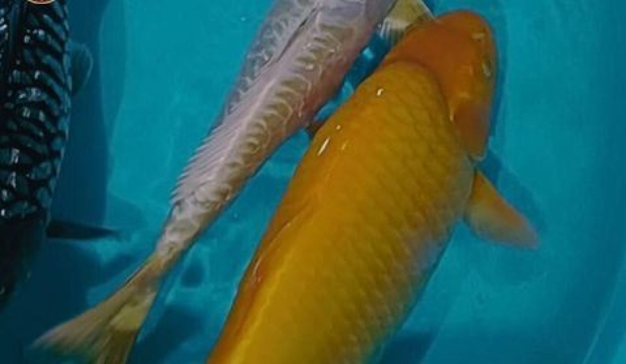Ikan Koi dan Koki asal Blitar