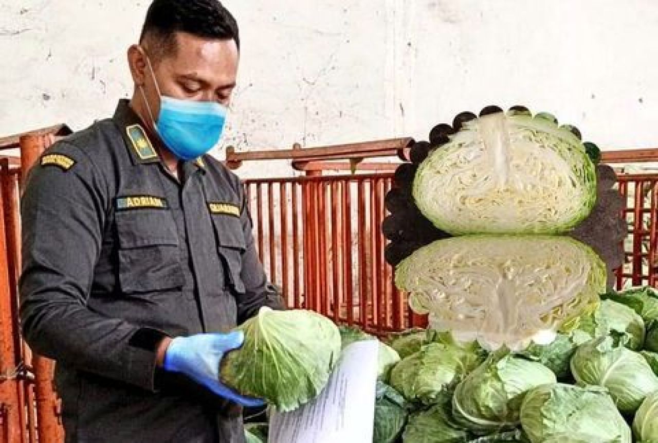 Kubis Segar asal Kabupaten Malang