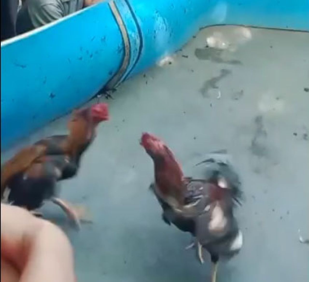 2 ayam jago sedang beradu di arena sabung ayam di Desa Klantingsari