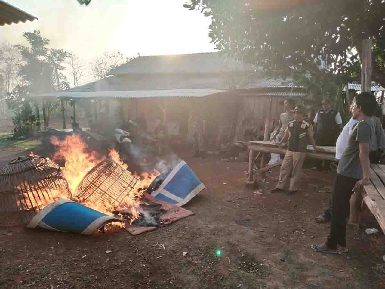 Pemusnahan sangkar ayam di lokasi sabung ayam di Desa Siwalan