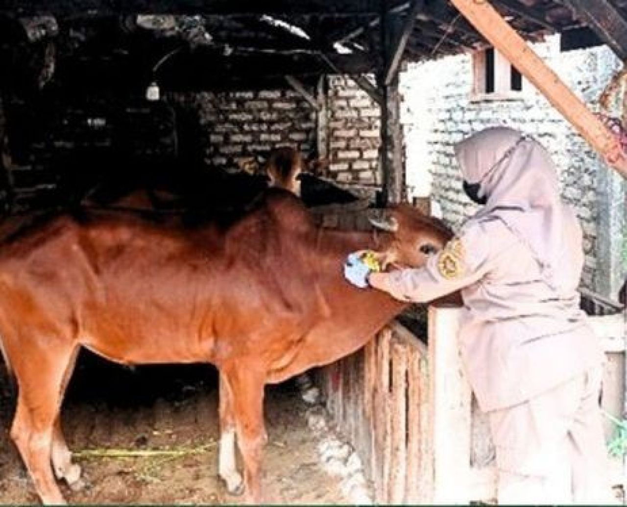 Sapi Madura